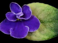 (image for) Jolly Prince