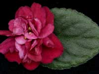 (image for) Jolly Texan