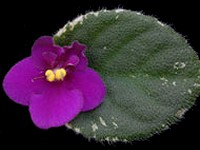 (image for) June Bug (Lyon's)