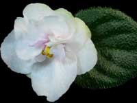 (image for) Jupiter's Joy