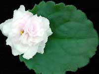 (image for) Kentucky Gooseberries