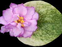 (image for) Kentucky Rambler