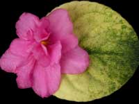 (image for) Key Lime Treat