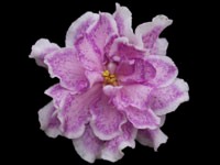 (image for) King's Ransom