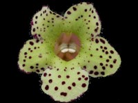 (image for) Kohleria - Beltane