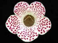 (image for) Kohleria - Jardin de Monet (HCY's)