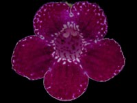 (image for) Kohleria - Karl Lindberg