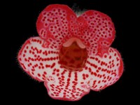 (image for) Kohleria - Manchu