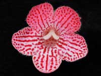 (image for) Kohleria - Peridots Sol Inda