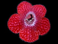 (image for) Kohleria - Red Ryder