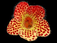 (image for) Kohleria - Silver Feather