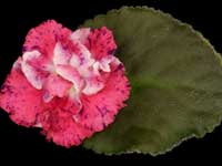 (image for) K's Freedom