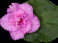 (image for) Lacey's Sophia