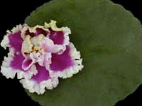 (image for) Lacy Lass