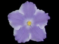 (image for) Lavender Magic (Lyon's)