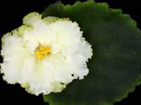 (image for) Lemon Burst