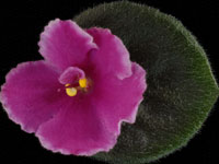 (image for) Lil Spitfire