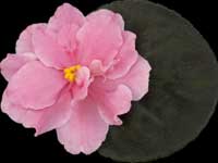 (image for) Lilliana