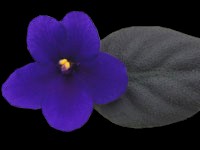 (image for) Little Ebony