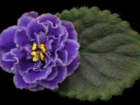 (image for) Little Sweetheart (Lyon's)