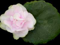 (image for) Little Wonder