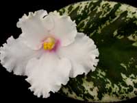 (image for) Lonestar Helen Mahr