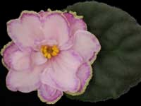 (image for) Looking Glass