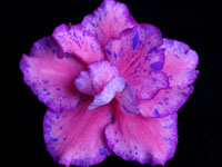 (image for) Lovestruck