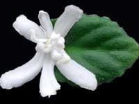 (image for) Lunar Lily White