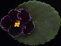 (image for) Mac's Basic Black with Pearls