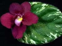 (image for) Mac's Mesmerizing Meteor