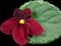 (image for) Mac's Scarlet O'Hara