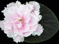 (image for) Maddy's Magical Smile