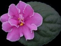 (image for) Maggie Lee