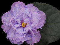 (image for) Magic Charms (Lyon's)