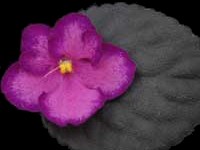 (image for) Marching Band