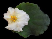 (image for) Mellow Yellow