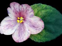 (image for) Mesmerizing Pink