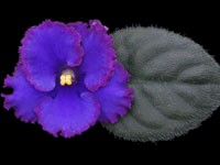 (image for) Midnight Rascal