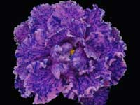 (image for) Midnight Waterfall