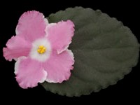 (image for) Miss Lily