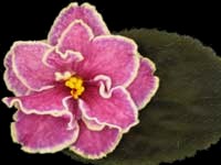 (image for) Mountain Snowcap