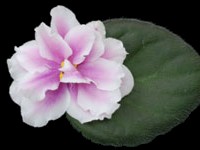 (image for) Music Box Dancer