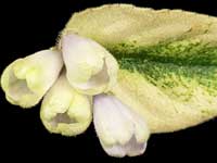 (image for) N-Avatar (Avatar)