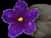 (image for) Neon Fireflies