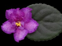 (image for) Ness' Angel Glitter