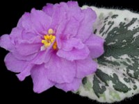 (image for) Northern Attitude