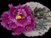 (image for) Old-fashioned Love