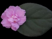 (image for) Old-fashioned Rose