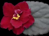 (image for) Omaha Thunder